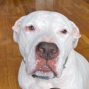 Meet your Posher, Kris